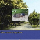 Summer-Cicadas-and-the-Girl-13561b4fa903bfd35